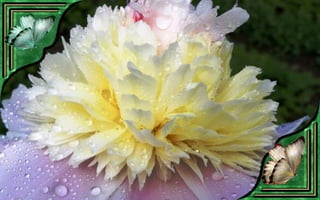 Csodás virágok(7)+ani (nx powerlite)