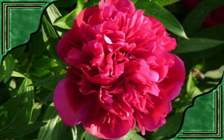 Csodás virágok(7)+ani (nx powerlite)