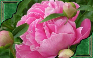 Csodás virágok(7)+ani (nx powerlite)