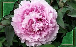 Csodás virágok(7)+ani (nx powerlite)