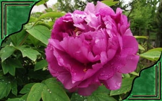 Csodás virágok(7)+ani (nx powerlite)