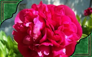 Csodás virágok(7)+ani (nx powerlite)