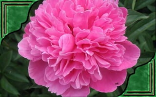 Csodás virágok(7)+ani (nx powerlite)