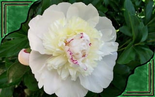 Csodás virágok(7)+ani (nx powerlite)