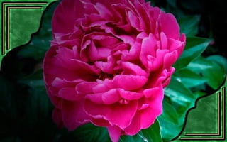 Csodás virágok(7)+ani (nx powerlite)