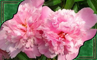 Csodás virágok(7)+ani (nx powerlite)