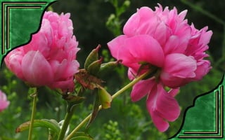 Csodás virágok(7)+ani (nx powerlite)