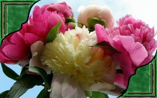 Csodás virágok(7)+ani (nx powerlite)