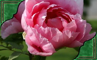 Csodás virágok(7)+ani (nx powerlite)