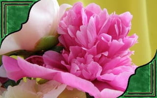 Csodás virágok(7)+ani (nx powerlite)