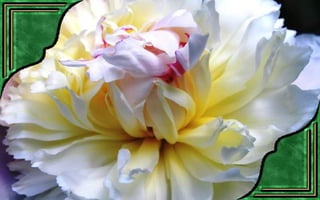 Csodás virágok(7)+ani (nx powerlite)