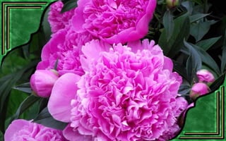 Csodás virágok(7)+ani (nx powerlite)