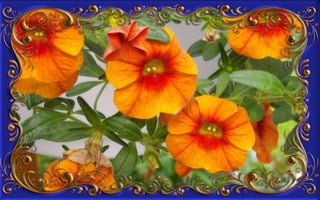 Csodás virágok(8)+ani (nx powerlite)x