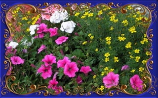 Csodás virágok(8)+ani (nx powerlite)x