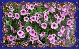 Csodás virágok(8)+ani (nx powerlite)x