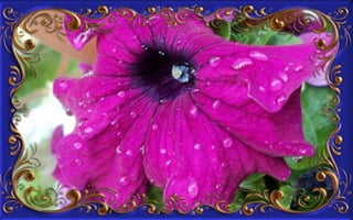 Csodás virágok(8)+ani (nx powerlite)x