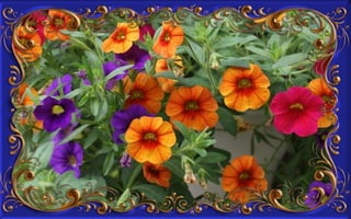 Csodás virágok(8)+ani (nx powerlite)x