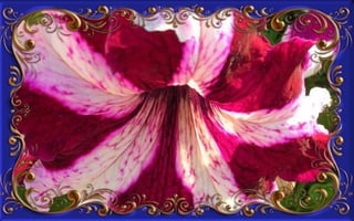 Csodás virágok(8)+ani (nx powerlite)x