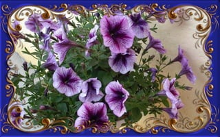 Csodás virágok(8)+ani (nx powerlite)x