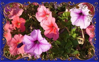 Csodás virágok(8)+ani (nx powerlite)x