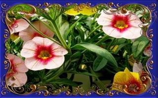 Csodás virágok(8)+ani (nx powerlite)x