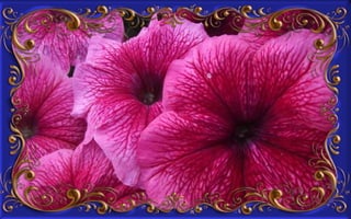 Csodás virágok(8)+ani (nx powerlite)x