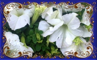 Csodás virágok(8)+ani (nx powerlite)x