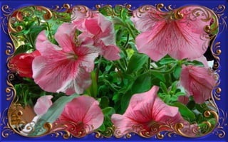 Csodás virágok(8)+ani (nx powerlite)x