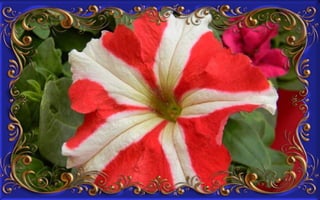 Csodás virágok(8)+ani (nx powerlite)x