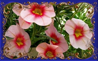 Csodás virágok(8)+ani (nx powerlite)x