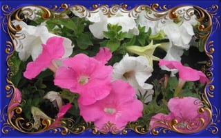 Csodás virágok(8)+ani (nx powerlite)x