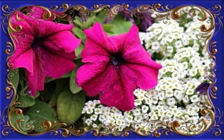 Csodás virágok(8)+ani (nx powerlite)x