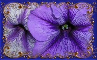 Csodás virágok(8)+ani (nx powerlite)x