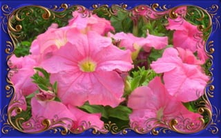 Csodás virágok(8)+ani (nx powerlite)x