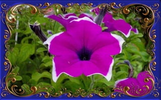 Csodás virágok(8)+ani (nx powerlite)x