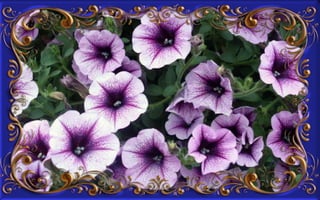 Csodás virágok(8)+ani (nx powerlite)x