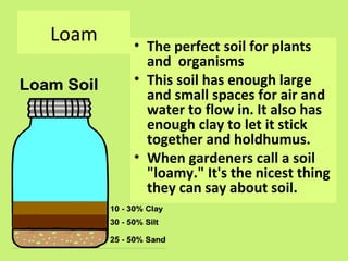 Loam   • The perfect soil for plants
         and organisms
       • This soil has enough large
         and small spaces for air and
         water to flow in. It also has
         enough clay to let it stick
         together and holdhumus.
       • When gardeners call a soil
         "loamy." It's the nicest thing
         they can say about soil.
 