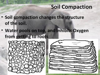 Soil Compaction
• Soil compaction changes the structure
  of the soil.
• Water pools on top, and inhibits Oxygen
  from getting to roots
 