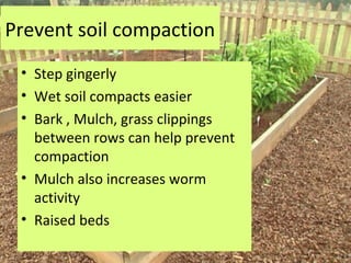 Prevent soil compaction
 • Step gingerly
 • Wet soil compacts easier
 • Bark , Mulch, grass clippings
   between rows can help prevent
   compaction
 • Mulch also increases worm
   activity
 • Raised beds
 