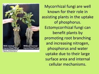 Mycorrhizal fungi are well
   known for their role in
assisting plants in the uptake
        of phosphorus.
 Ectomycorrhizal fungi can
       benefit plants by
 promoting root branching
  and increasing nitrogen,
   phosphorus and water
  uptake due to their large
  surface area and internal
    cellular mechanisms.
 