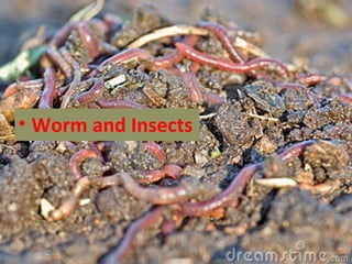 • Worm and Insects
 