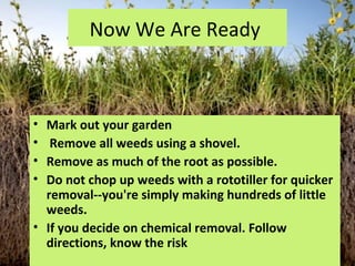 Now We Are Ready



• Mark out your garden
•  Remove all weeds using a shovel.
• Remove as much of the root as possible.
• Do not chop up weeds with a rototiller for quicker
  removal--you're simply making hundreds of little
  weeds.
• If you decide on chemical removal. Follow
  directions, know the risk
 