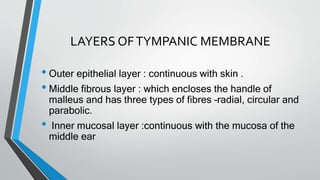 LAYERS OFTYMPANIC MEMBRANE
• Outer epithelial layer : continuous with skin .
• Middle fibrous layer : which encloses the handle of
malleus and has three types of fibres –radial, circular and
parabolic.
• Inner mucosal layer :continuous with the mucosa of the
middle ear
 