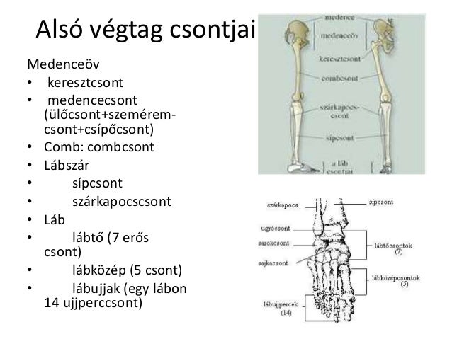 Kötőszövet diszplázia cadurin kezelés