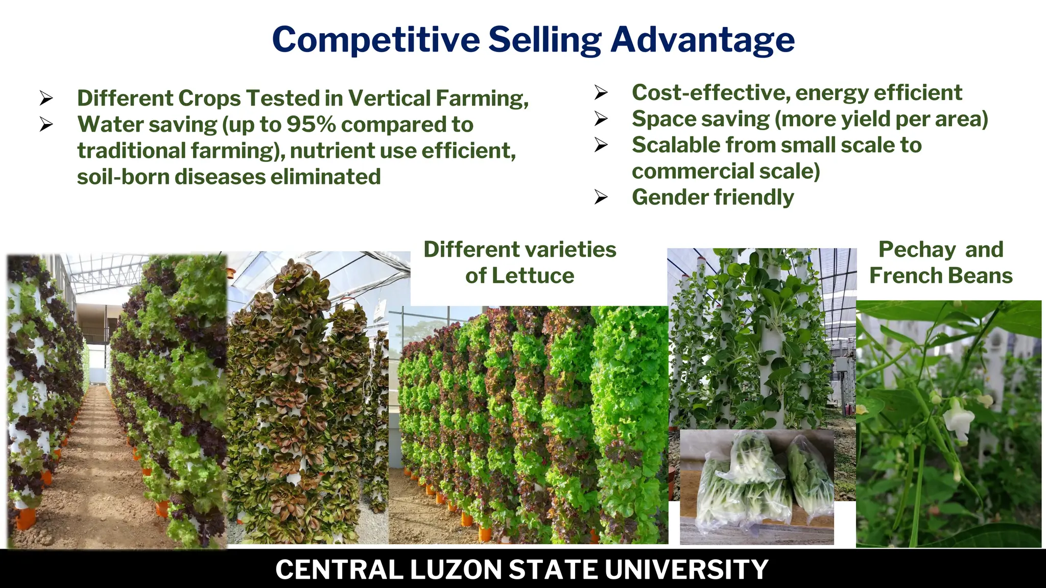 9
CENTRAL LUZON STATE UNIVERSITY
Competitive Selling Advantage
Different varieties
of Lettuce
Pechay and
French Beans
➢ Different Crops Tested in Vertical Farming,
➢ Water saving (up to 95% compared to
traditional farming), nutrient use efficient,
soil-born diseases eliminated
➢ Cost-effective, energy efficient
➢ Space saving (more yield per area)
➢ Scalable from small scale to
commercial scale)
➢ Gender friendly
 