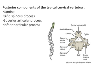 Posterior components of the typical cervical vertebra :
•Lamina
•Bifid spinous process
•Superior articular process
•Inferior articular process
 