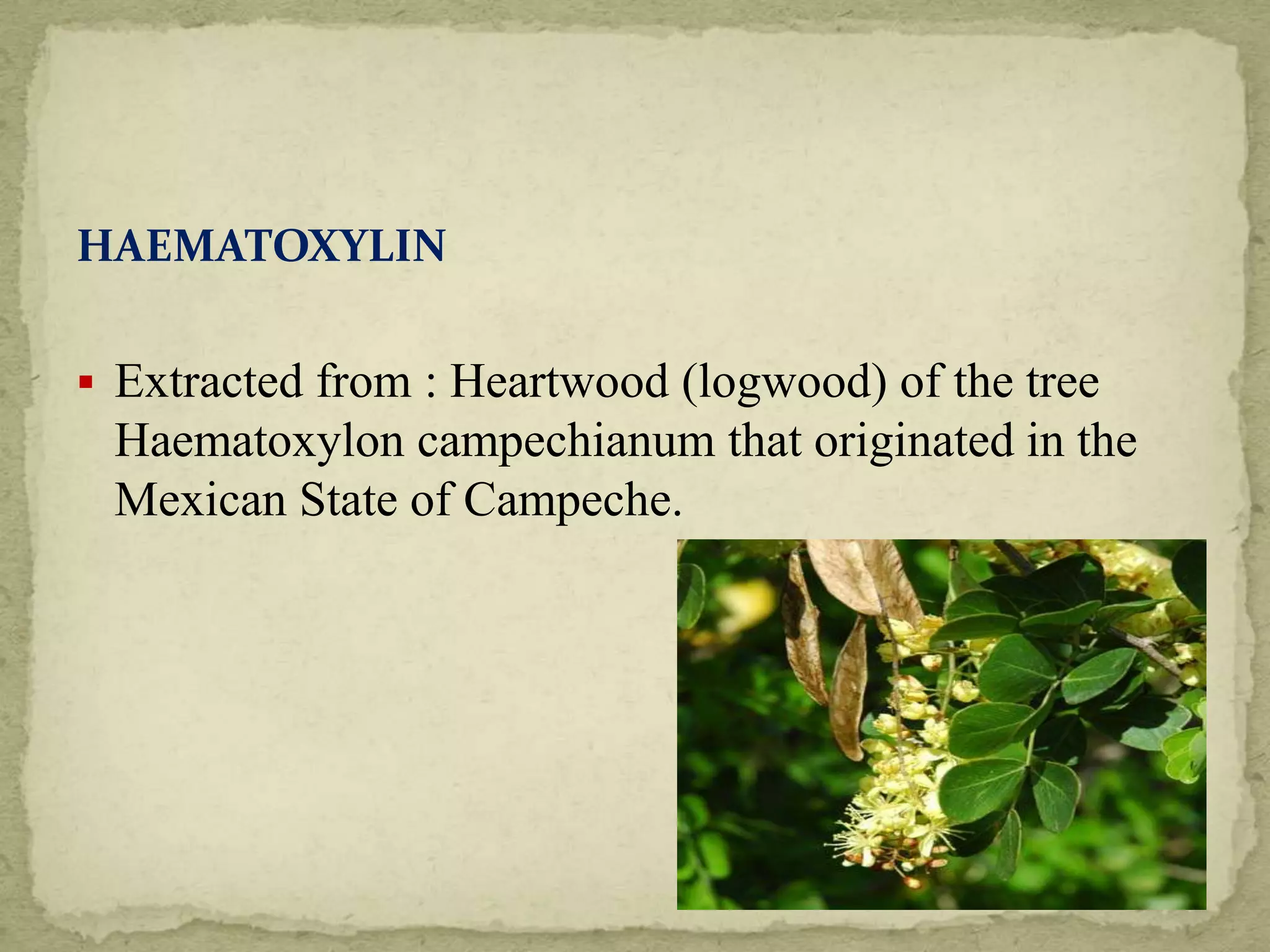 HAEMATOXYLIN
 Extracted from : Heartwood (logwood) of the tree
Haematoxylon campechianum that originated in the
Mexican State of Campeche.
 