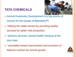 TATA CHEMICALS
 Animal Husbandry Development is a big source of
income for the people of Babrala(UP)
 helping the cattle owners by providing quality
services for better milk production.
 advisory services, animal health checkup at the
door step
 vaccination.breed improvement and provision of
balance nutrition for animal growth.
 