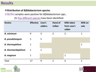 Biodiversity, phylogenetic relationship and antibacterial potential of Bifidobacterium species isolated from raw milk production chain in Abidjan, Côte d'Ivoire