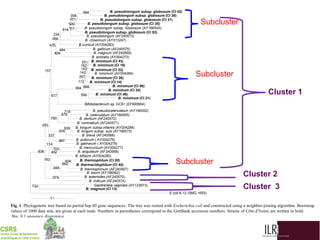 Biodiversity, phylogenetic relationship and antibacterial potential of Bifidobacterium species isolated from raw milk production chain in Abidjan, Côte d'Ivoire